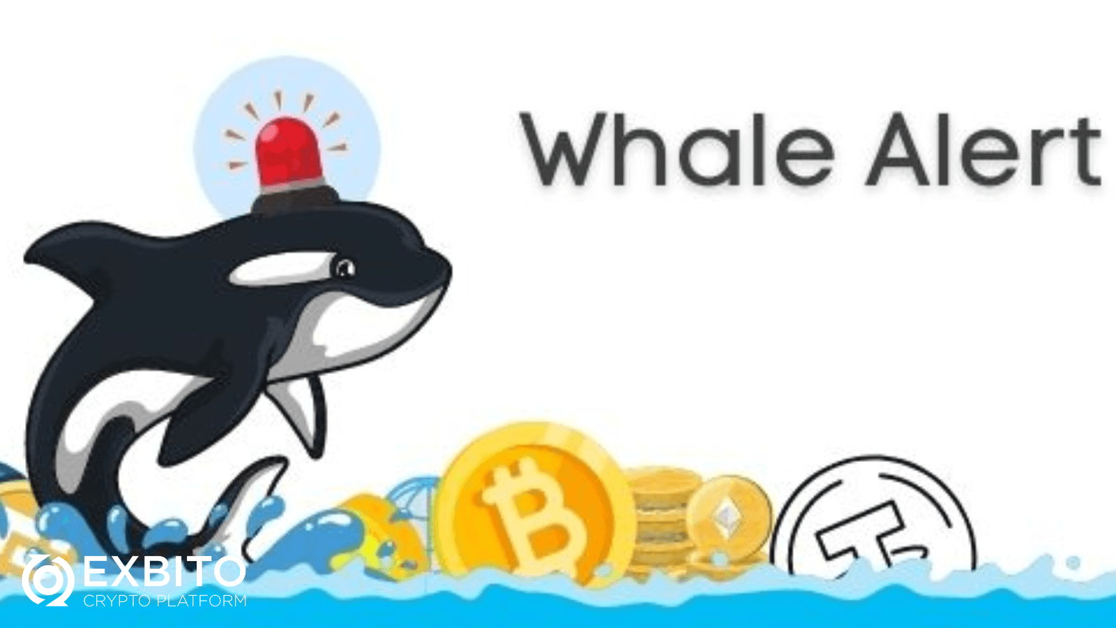چرا نهنگ‌های ارز دیجیتال مهم هستند؟.png